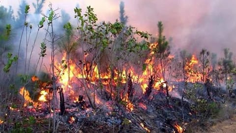 El Fuego Azota Cuba: Incendios Forestales Revelan la Fragilidad de la Isla
