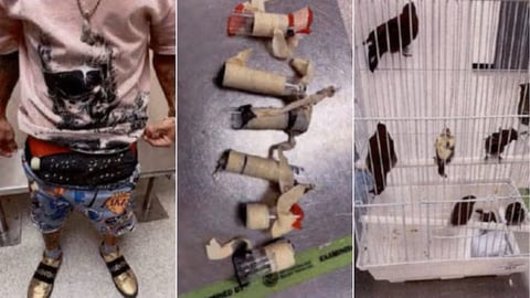Arrestan a cubano en Miami con 10 aves vivas ocultas en su ropa