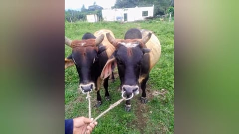 ¿¡Qué Roce! Campesino Asesinado en Santiago Tras Recuperar sus Bueyes Robados!