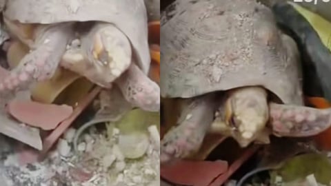 ¡Tortuga Resiste! Hallan reptil vivo tras 34 Días Atrapado en Escombros de Edificio Venezolano