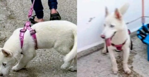 La Noche del Vaciado en Arroyo Naranjo: Ladrones Se Llevan Todo, Hasta la Husky Luna