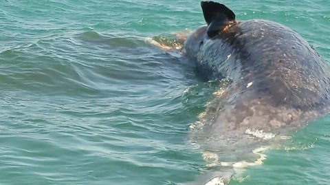¡Pinar del Río en shock: Una ballena de visita... pero tiesa!