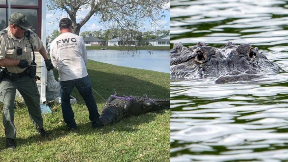 Caimán Gigante que Mató a Pescador en Florida: Capturado y Sacrificado