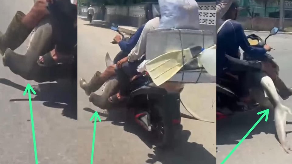Tiburón Martillo Capturado en Varadero Despierta Curiosidad