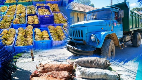 Ocupan camión con productos agrícolas en Guantánamo por intento de venta ilegal