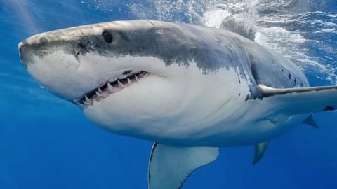 ¡Pero mira qué descaro! El tiburón Contender se fue pa' Canadá y volvió a Florida como si nada