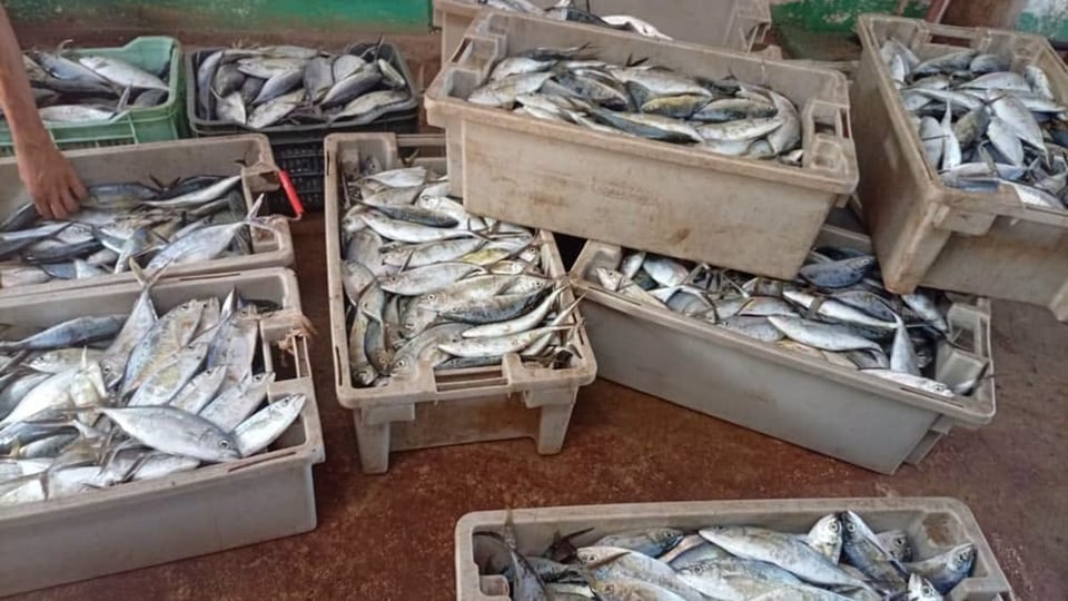 ¿Se pudrieron tres toneladas de pescado en Moa o es puro bochinche?