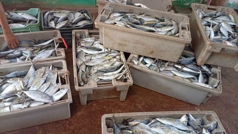 Autoridades de Moa Desmienten Pérdida de Tres Toneladas de Pescado