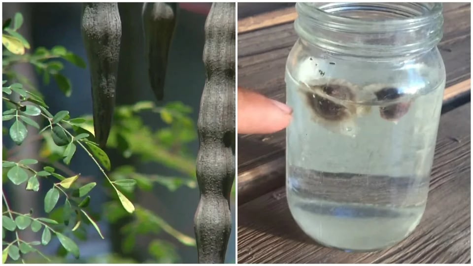 ¿Semillas de Moringa para el Agua? En Cuba la Critican por 'Solución de Botiquín'