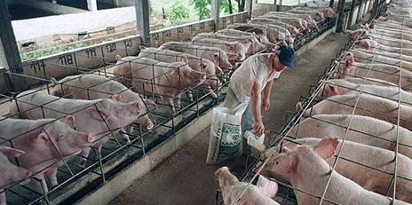 Productores Privados Salvan la Carne de Cerdo en Cuba