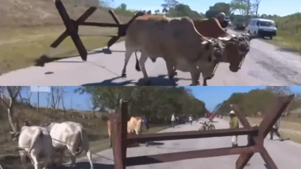 ¡Soldados con cuernos! Cuba alista a los bueyes para la defensa.