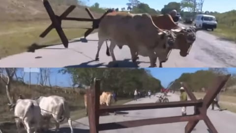 Bueyes en el desfile: La defensa de Cuba se alista con lo que tiene