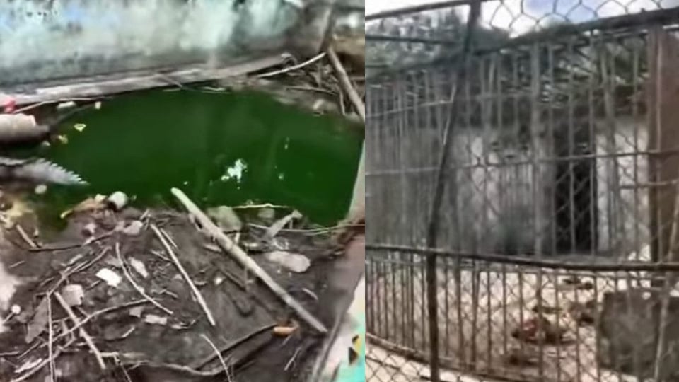 Zoológicos de Villa Clara en Crisis: Animales Sufren Abandono y Maltrato