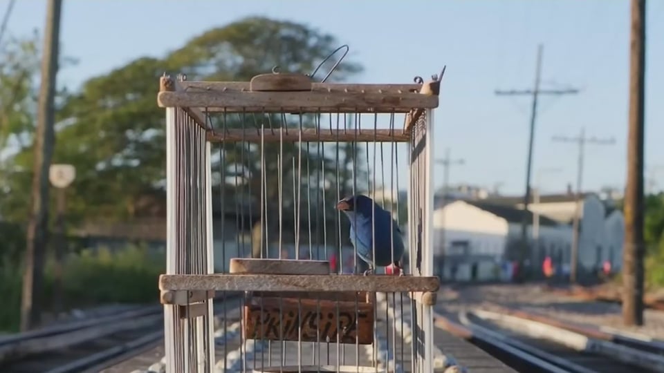 ¡Ay, Dios mío! ¿Se nos volaron los pájaros por un puñado de billetes?