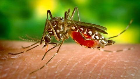 ¡Ojo! Detectan dengue 'made in casa' en Miami-Dade, ¡ojo con los mosquitos!