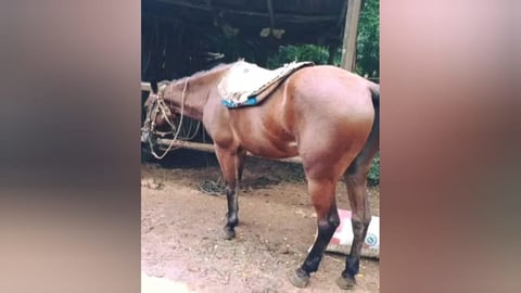 Familia Cubana Ofrece Recompensa de Mil Dólares Por Caballos Robados