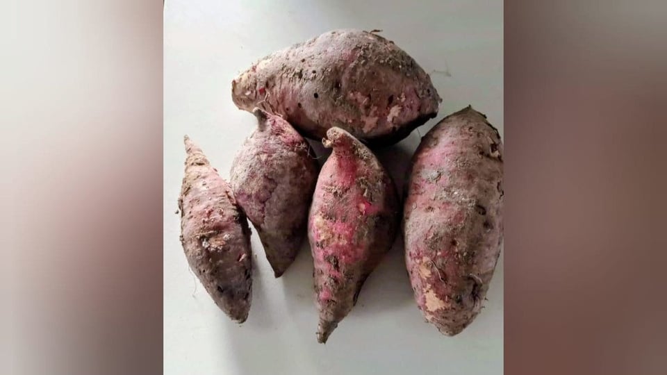 ¿¡Cinco boniatos feos por 200 pesos!? Cuba en shock por precios que matan