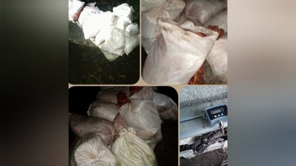 ¿Qué Época Pa' la Carne? Cae Banda en Corralillo con 1600 Libras Robadas