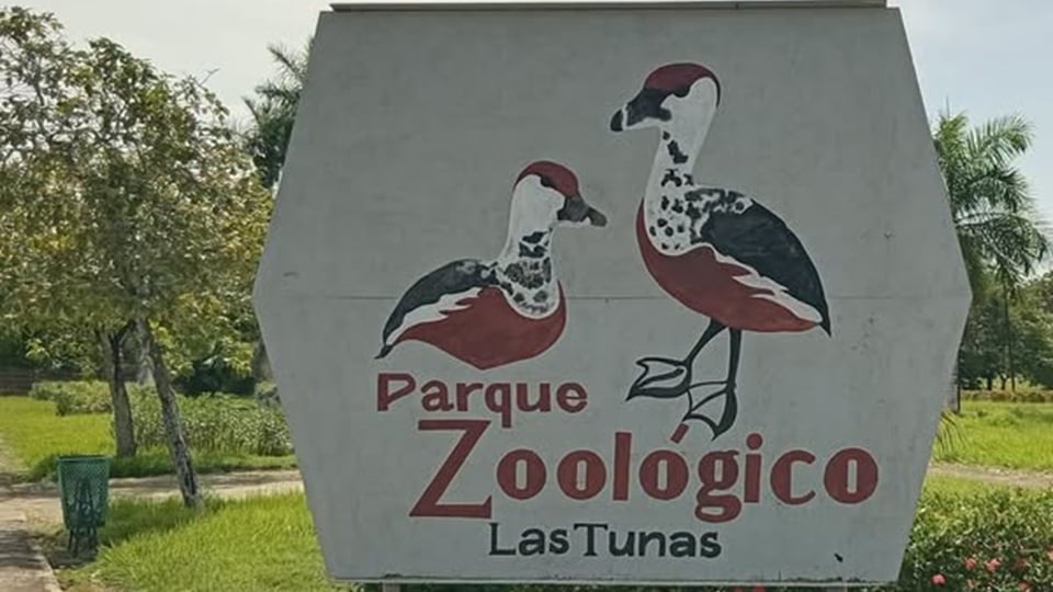 Gobierno de Las Tunas Admite Fallas Tras Muerte de León en Zoológico