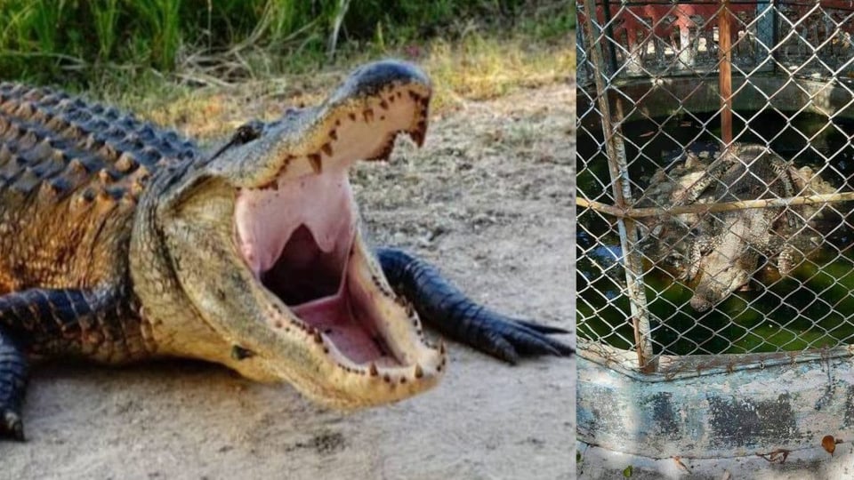 Fuga de Cocodrilo en Zoológico de Caibarién Alerta a Residentes