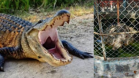 La Fuga del Caimán: Un Escape en el Zoológico de Caibarién Pone en Alerta a Villa Clara