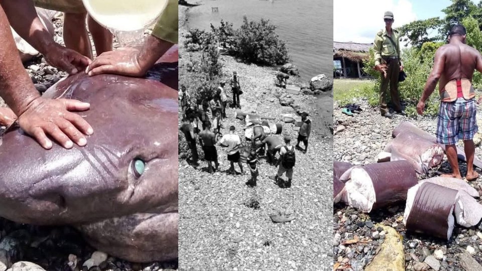 Tiburón Gigante Capturado en Baracoa y Repartido entre Vecinos