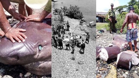 Gigantic Shark Captured Off Baracoa Coast, Meat Distributed Locally