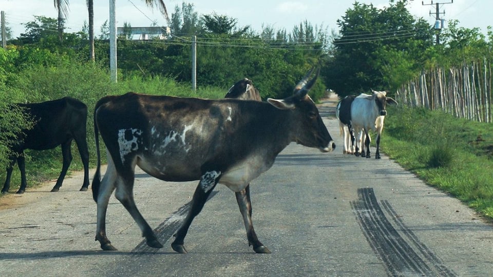 ¡Abra la nevera, que hay carne! Levantan prohibición de sacrificar ganado en Cuba