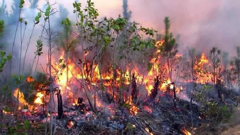 Incendios Forestales Afectan Pinar del Río: Más de 760 Hectáreas Consumidas