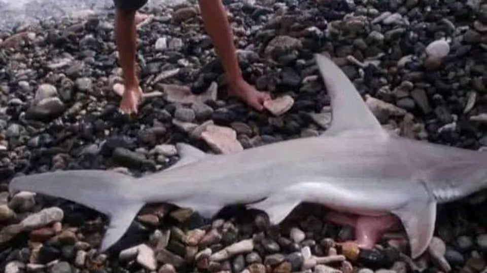 ¿Un Tiburón Loco en Siboney? La Playa se Pone Brava y la Gente Alerta
