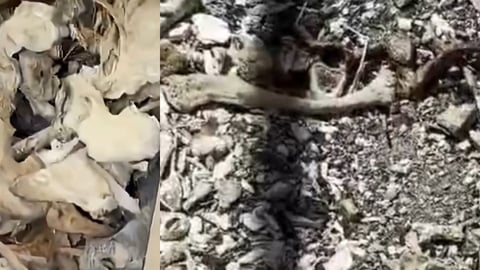 Restos Humanos Expuestos en el Histórico Cementerio de Colón en La Habana