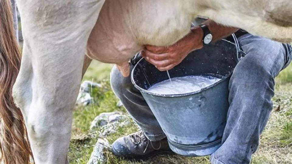 ¿Leche aguada pa’ los niños? ¡En Las Tunas destapan fraude con el vital líquido!