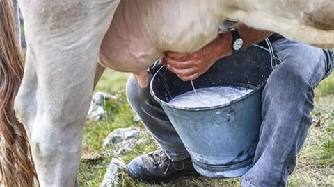 ¿Leche aguada pa’ los niños? ¡En Las Tunas destapan fraude con el vital líquido!