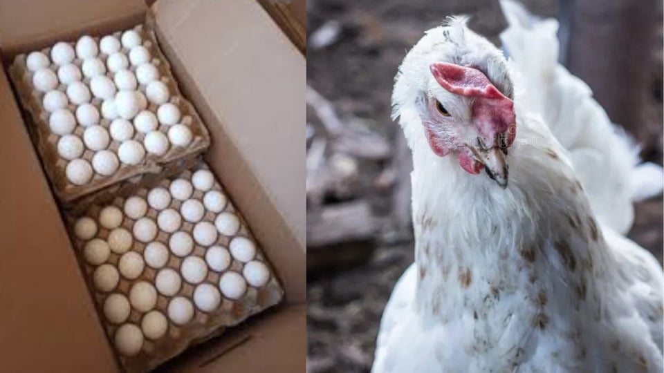 ¿Se acabó el gustico? Venta de huevos a 63 pesos se para en Sancti Spíritus