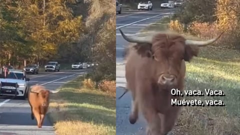 ¿Te Imaginas? Vaca Atropella Poli y Se Echa a Correr en NY