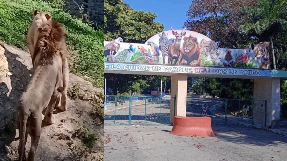¡Sopita de Aire! El Zoológico de 26 Está Peor Que Convento Viejo