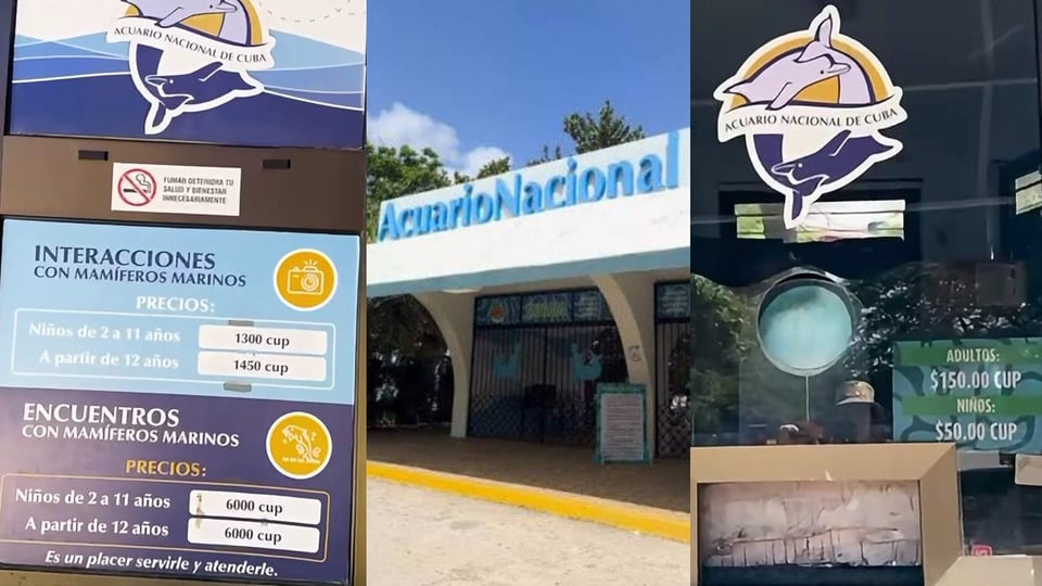 ¿Y tú supiste lo caro que se puso el Acuario en La Habana? ¡Un dineral!