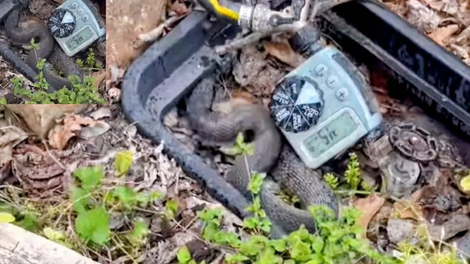 ¿Manguera o Víbora? ¡Cubano en Houston la Lía Parda con Serpiente en el Patio!