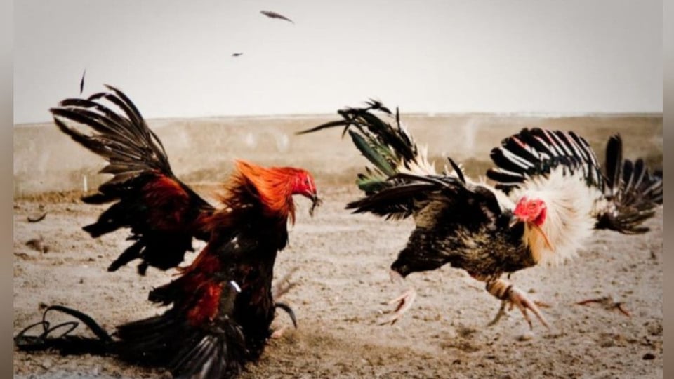 ¿Qué Vaina Es Esa? Un Muerto y Puñales Volando en Pelea de Gallos en Villa Clara