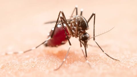 España Alerta: Aumentan Casos de Chikungunya Traídos de Cuba