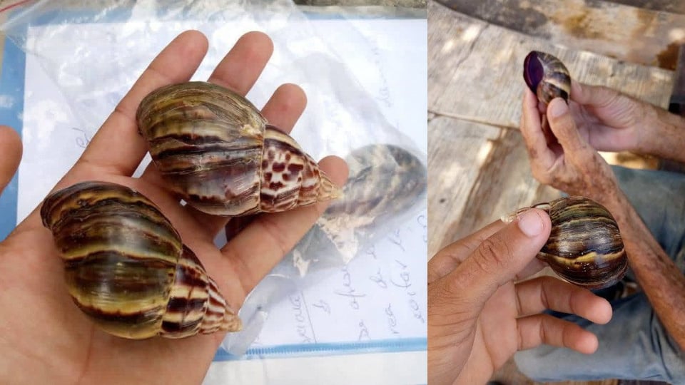 Matanzas en Alerta por Reaparición del Caracol Gigante Africano