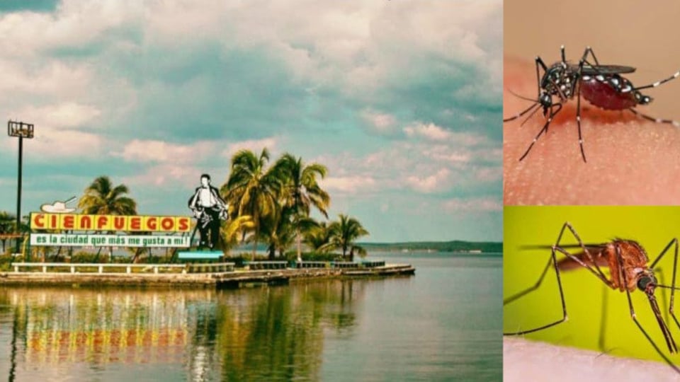 Cienfuegos en Alerta por Mosquitos: Salud Pública Sugiere Repelentes Caseros