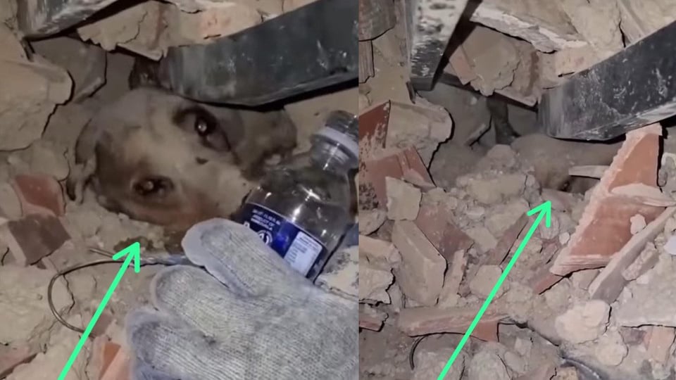 Perro Rescatado de Escombros Tras Terremoto en Venezuela Gracias a sus Ladridos