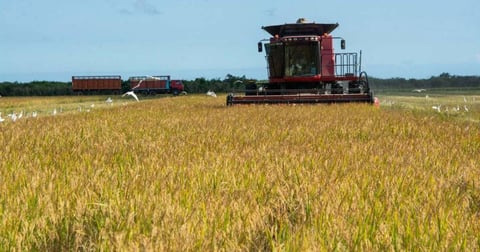 Cuba Se Abre a Inversión Extranjera para Revitalizar la Producción Arrocera
