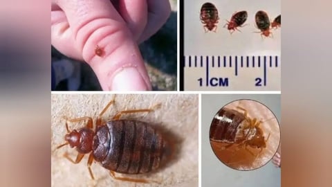 Alerta en Holguín por posible aumento de chinches de cama