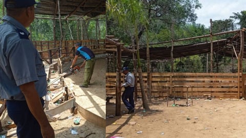 Desmantelan Peleas de Gallos Clandestinas en Viñales en Medio de la Crisis Cubana