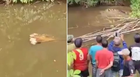¡Bicho gordo se tragó a la vecina en el río y armó la de Changó!