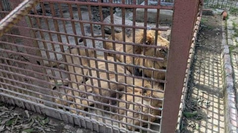 ¿Te Comiste a Tu Hermano? León se Devora a Otro por Hambre en Zoológico Cubano