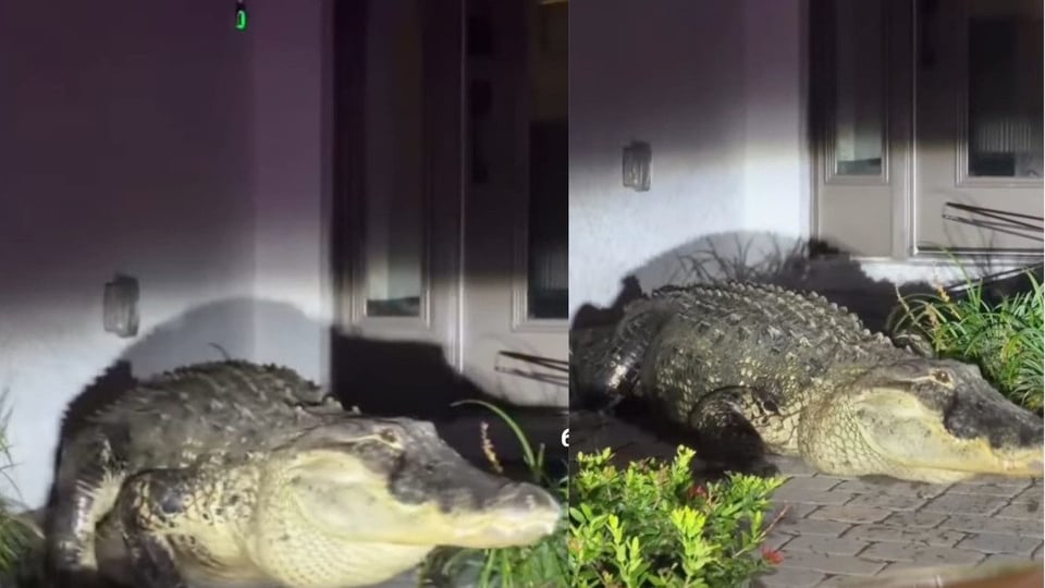 Caimán Busca Pareja en Sarasota: Avistamientos Comunes en Primavera