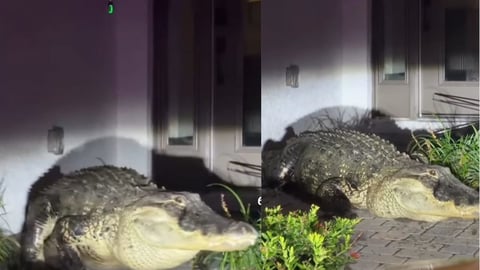 Caimán en Sarasota: Un Encuentro Inesperado en Primavera